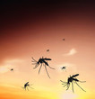 Mosquitos