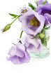Bluebells in glass