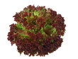 lollo rosso isolated on white background