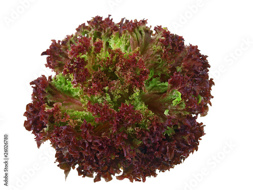 Photo: lollo rosso isolated on white background lollo rosso isolated on white background