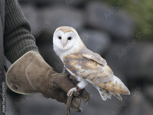 Photo: Barn Owl Barn Owl