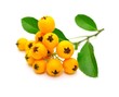 Beeren