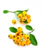 Reife Beeren