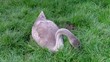 Young Hungry Swan