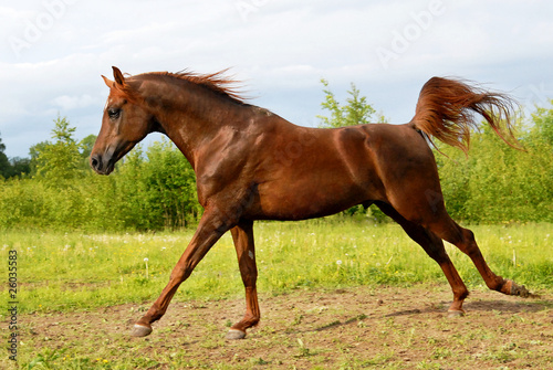 Photo: Proud red arabian horse gallop Proud red arabian horse gallop