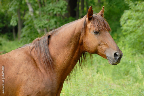 Photo: Portrait of a beautiful Red hack stallion Portrait of a beautiful Red hack stallion