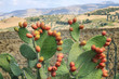 Prickly pear
