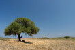 Lonely tree in a field on a sunny day