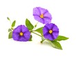 Lycianthes rantonnei (Enzianstrauch)
