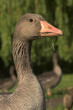 Graugans (Anser anser, Greylag Goose) im Alsterpark in Hamburg