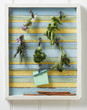 Herb cuttings hanging in box