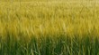 Grain Before Harvest - Soft Waving