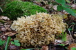 clavaire crépue