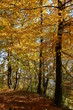 Il bosco