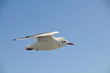 Möwe1
