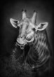 Giraffe eating