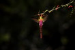 Colibri comète