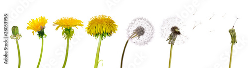 Foto: dandelions from the begining to senility dandelions from the begining to senility