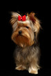 Yorkshire Terrier isolated on black Yorkshire Terrier isolated on black