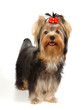 Puppy of the Yorkshire Terrier isolated on white Puppy of the Yorkshire Terrier isolated on white