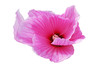 Lila Hibiskusblüte