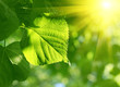 closeup of green leaf and sun beams closeup of green leaf and sun beams