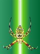 spider spider