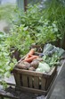 Wooden crate of fresh vegetables