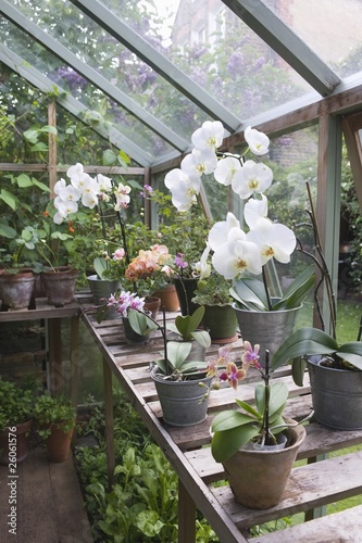 Photo: Floweing orchid on greenhouse workbench Floweing orchid on greenhouse workbench