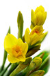 Daffodils
