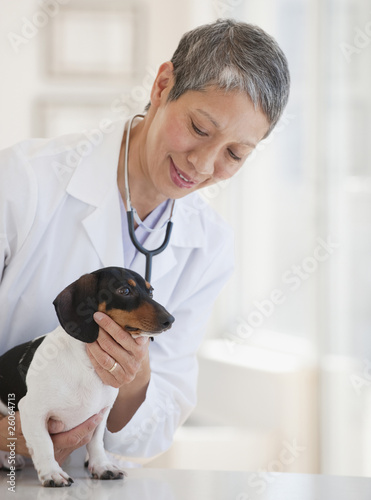 Photo: Chinese veterinarian examining dachshund Chinese veterinarian examining dachshund