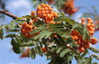 ashberry