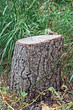 The stump