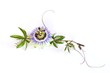 Passiflora caerulea