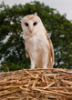 Barn Owl looking down