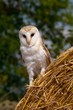 Barn Owl Barn Owl