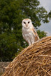 Barn Owl on straw bale