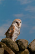 Barn Owl