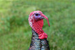 Foto: Truthahn,Gobbler Truthahn,Gobbler