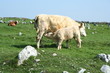 veau élevé sous la vache
