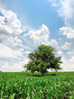 Green corn field and lonely tree