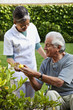 Home nurse and elderly man picking lemons from tree