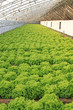 lettuce