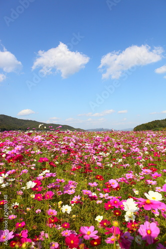 Photo: コスモス畑 コスモス畑