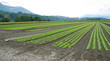plantation de salades