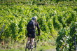 ballade en  vtt dans les vignes
