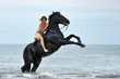 Foto: cheval cabré en mer cheval cabré en mer