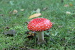 Fliegenpilz 6