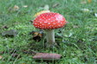Fliegenpilz 7