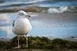Strandmöwe_Usedom
